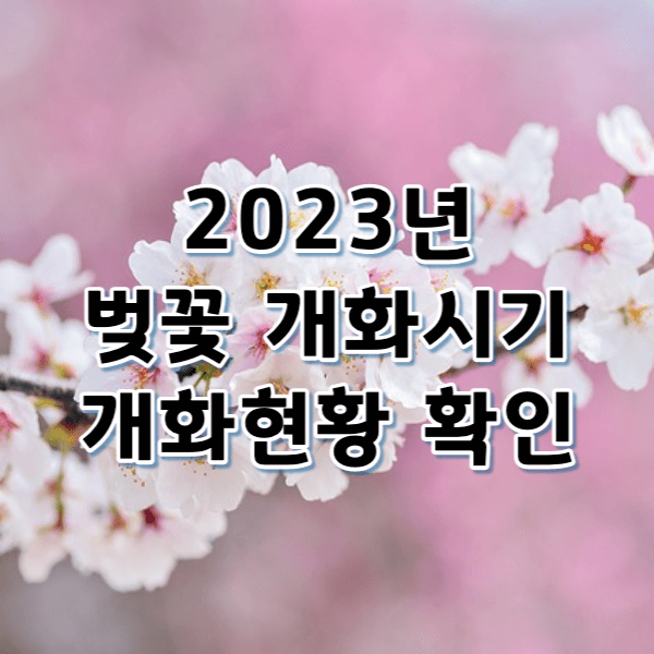 2023년 벚꽃 개화시기 및 개화현황